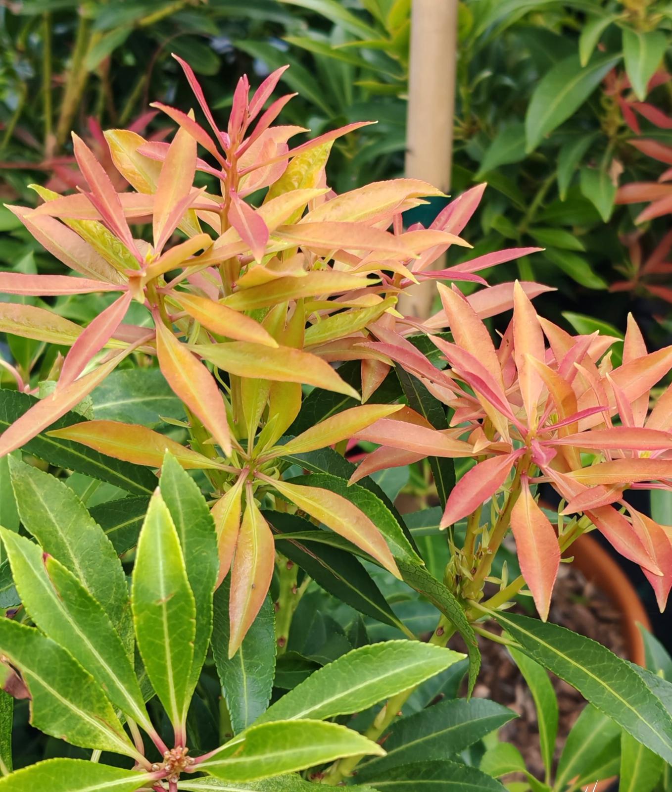 Frunze de Pieris colorate roz-portocaliu
