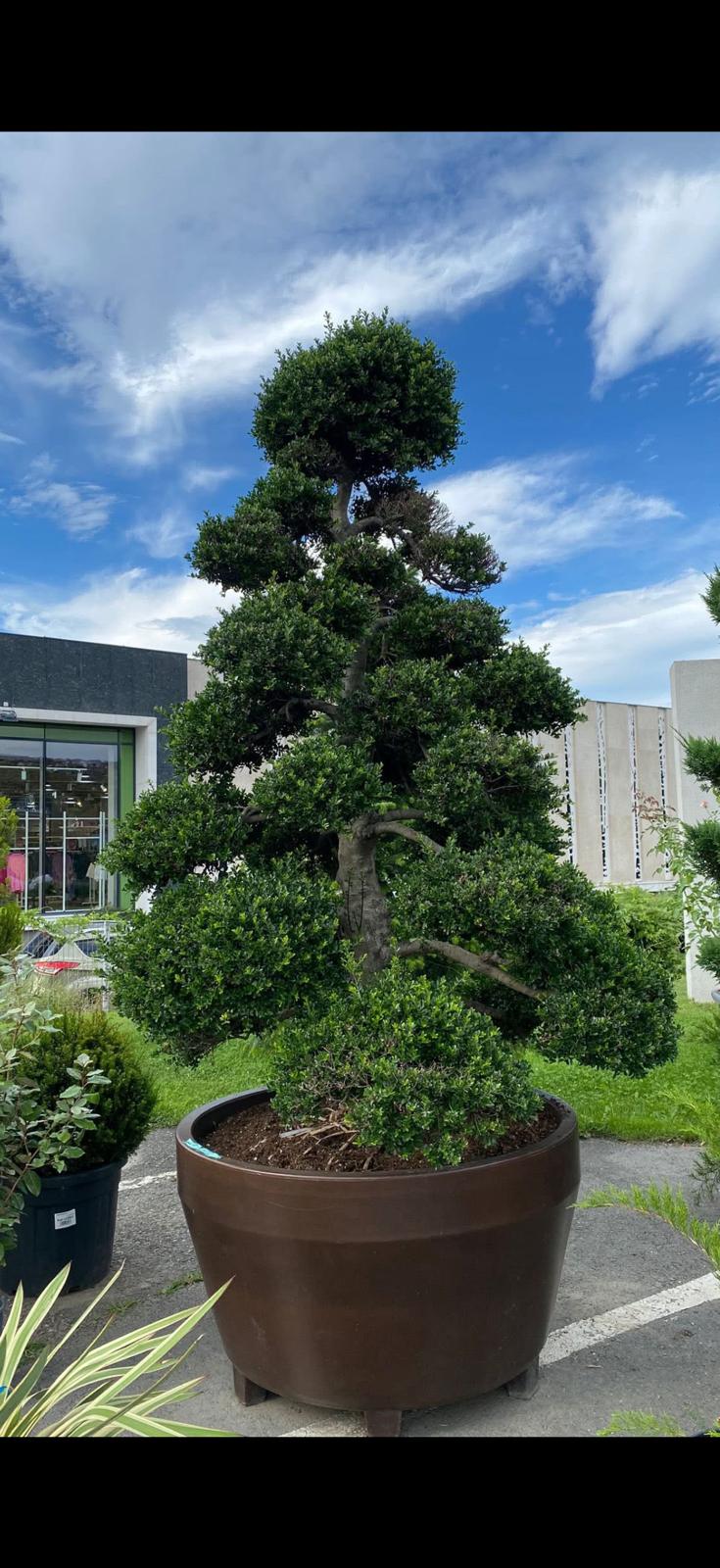 Conifer topiar sculptural în ghiveci