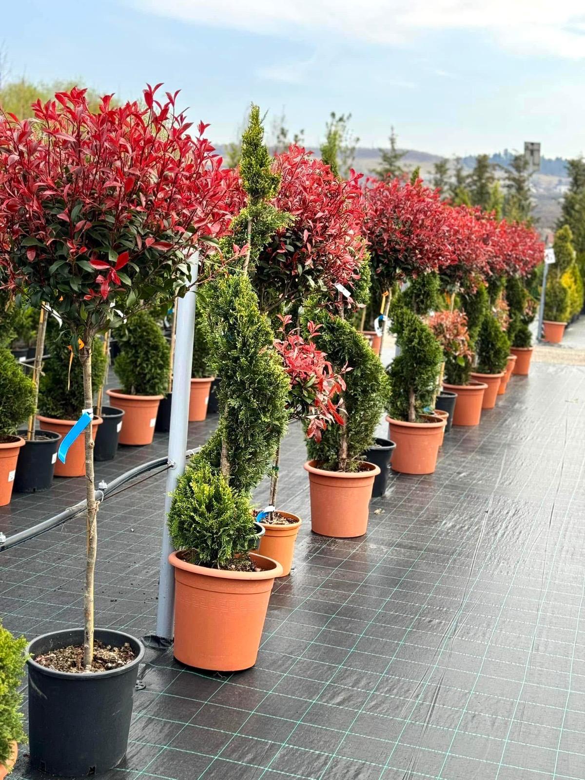 Aliniament de Photinia și tuia spirală